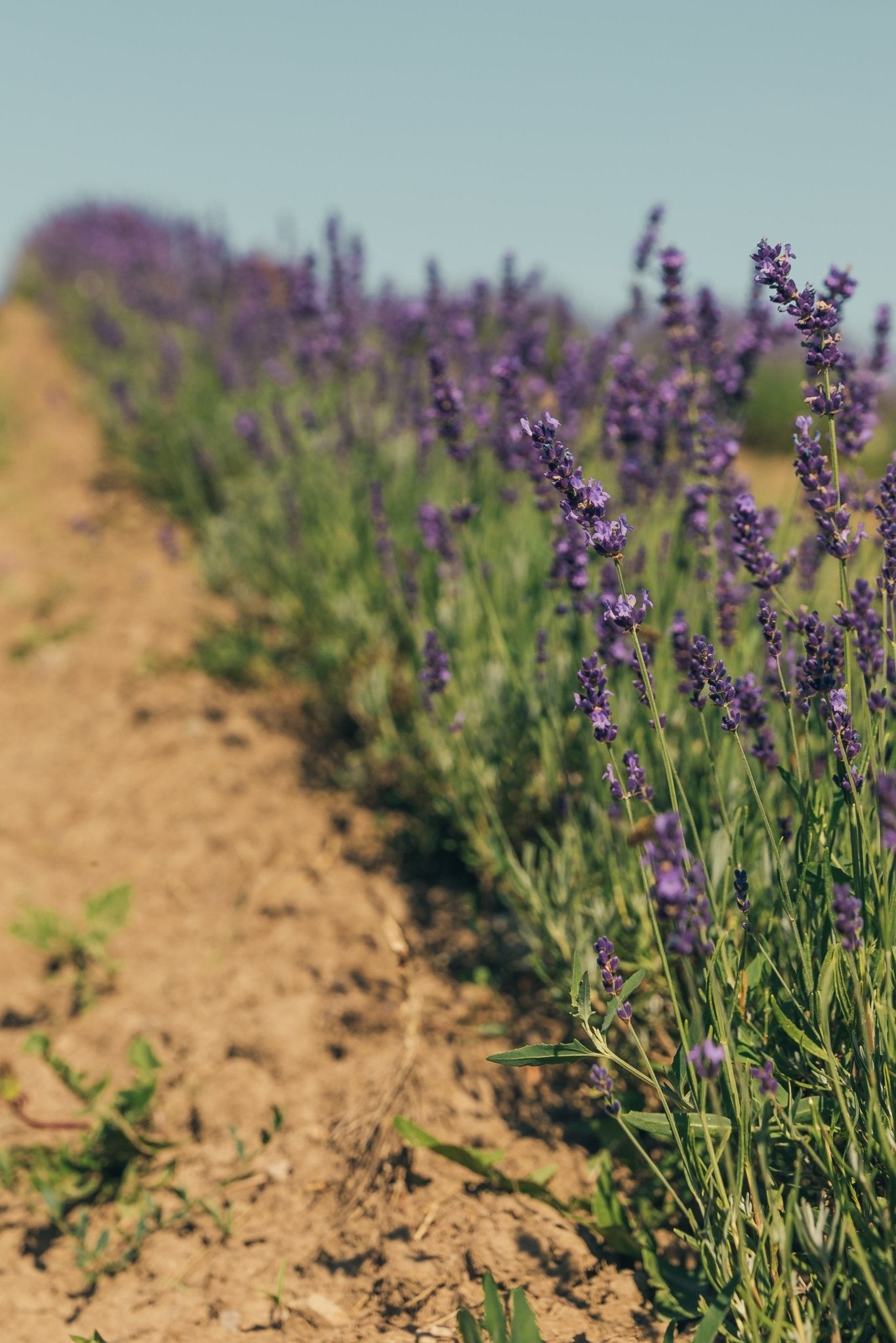 Lavender Flowers - Luna Wolf